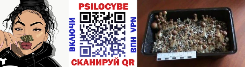 Псилоцибиновые грибы Psilocybe  как найти закладки  гидра маркетплейс  Пестово 